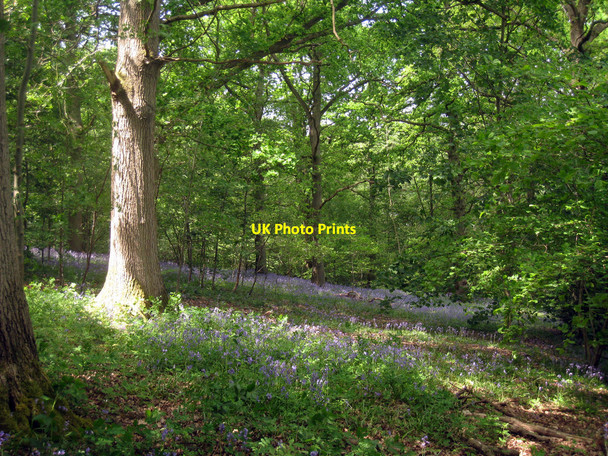 Photo 6"x4" Bluebells in Woodland Romford\/TQ6441 c2010