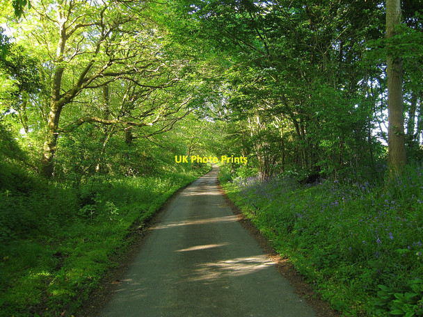 Photo 6"x4" Sheepcote Lane Chalvington c2010