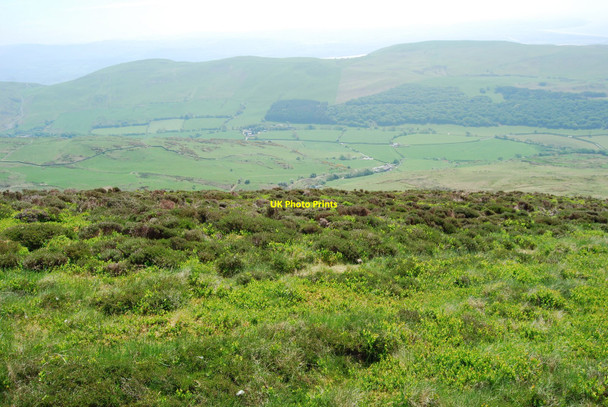 Photo 6"x4" Blaeberry, heather and blow grass grazing Pandy\/SH6202 c2010