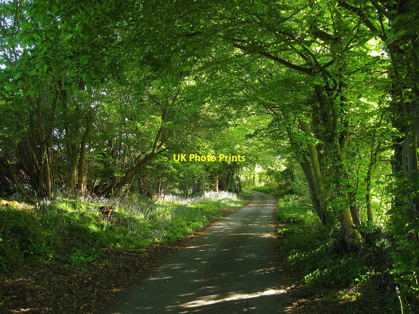 Photo 6"x4" Sheepcote Lane Chalvington c2010