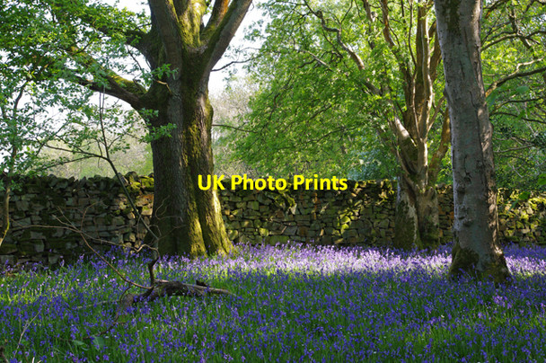 Photo 6"x4" Hollinhurst Wood, Botton Lowgill\/SD6564 c2010
