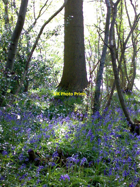 Photo 6"x4" Bluebell Wood, Nettlesworth Lane Heathfield\/TQ5821 c2009