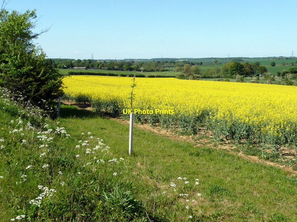 Photo 6"x4" Oilseed Rape fields near Hay Street, Hertfordshire Hay Street c2010