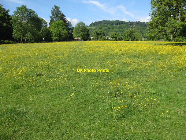 Photo 6"x4" Buttercup meadow, Huntley Huntley\/SO7219 c2010