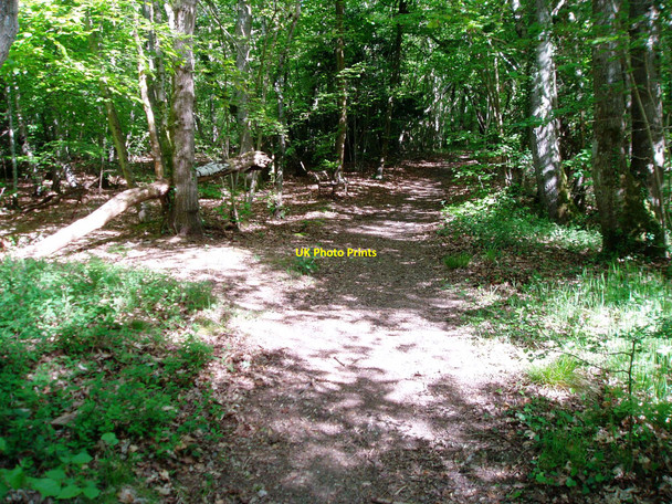 Photo 6"x4" Bench by footpath 3400 Arundel c2010