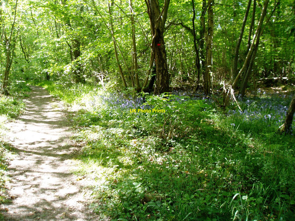 Photo 6"x4" Bluebells in Paine's Wood Binsted c2010