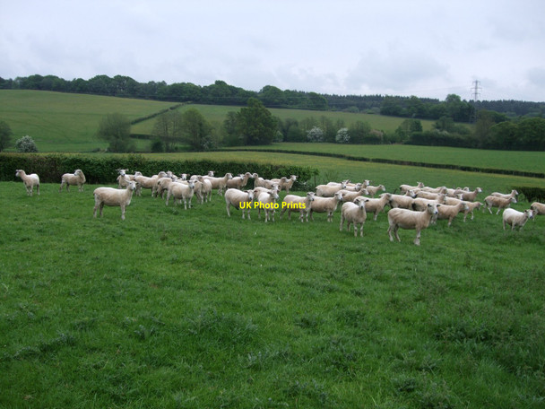 Photo 6"x4" Sheep at Boring House Farm Maynard's Green c2010