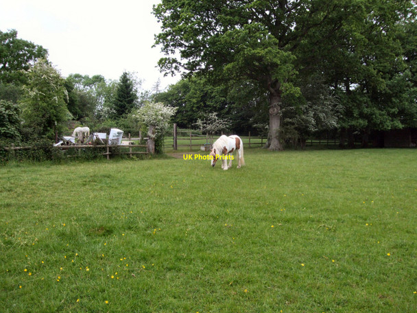 Photo 6"x4" Horse in Farm at Twitterings Maynard's Green c2010