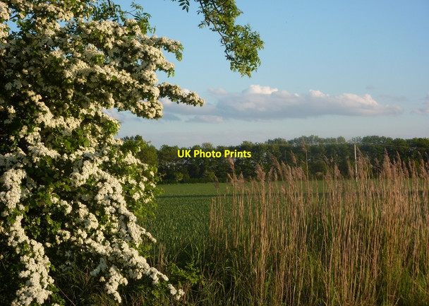 Photo 6"x4" May blossom and view across a field Hayton\/SK7284 c2010