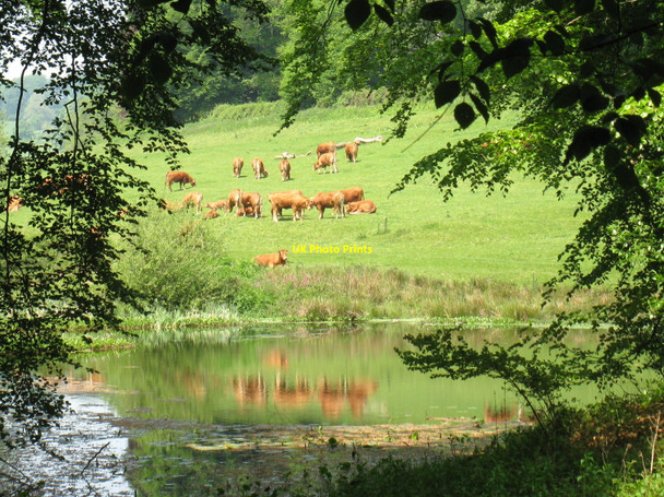 Photo 6"x4" Reflections of the cows Gasper c2010