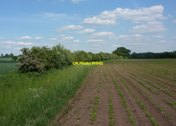 Photo 6"x4" Farmland north of Morton Grange Retford c2010