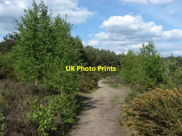 Photo 6"x4" Horsell Common Mimbridge c2010