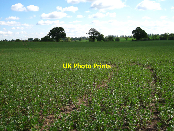Photo 6"x4" Wheeltracks in a field of beans Bishop's Tachbrook c2010