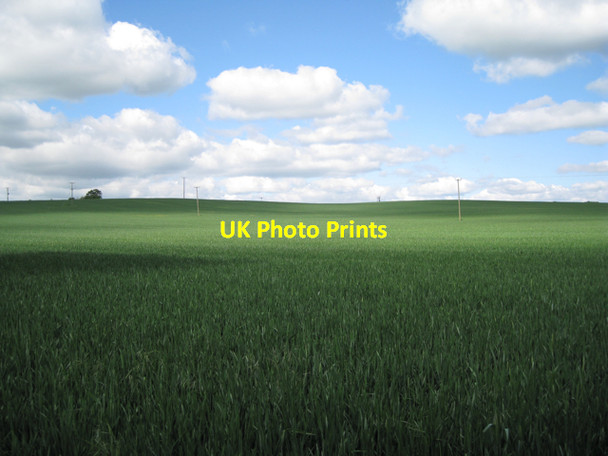 Photo 6"x4" Wheatfield west of Middle Farm Bishop's Tachbrook c2010