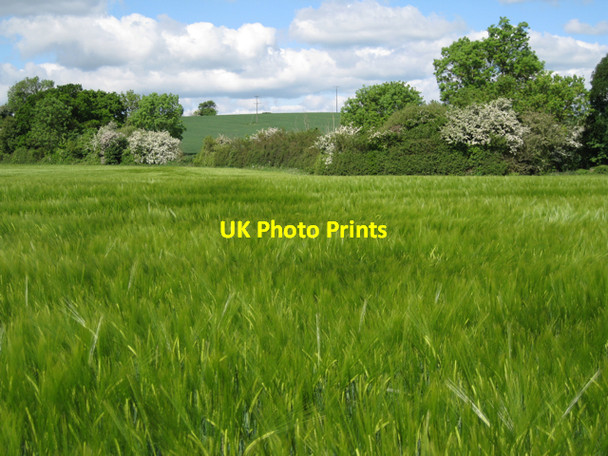 Photo 6"x4" Hedgerow by a field of barley Bishop's Tachbrook c2010