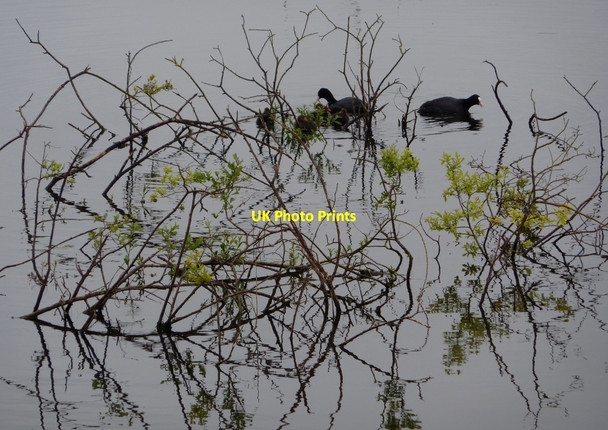 Photo 6"x4" Coots amongst vegetation in the lake Bolham\/SK7082 c2010