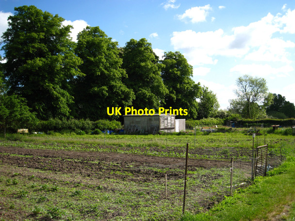 Photo 6"x4" Allotments and four limes, Bishop's Tachbrook Bishop's Tachbrook c2010
