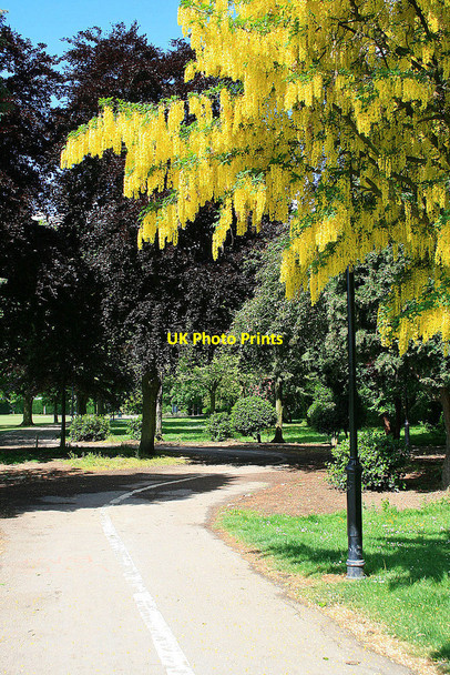 Photo 6"x4" Laburnum in West Park Long Eaton c2010
