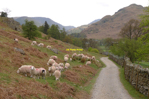 Photo 6"x4" Track to Patterdale Patterdale c2010