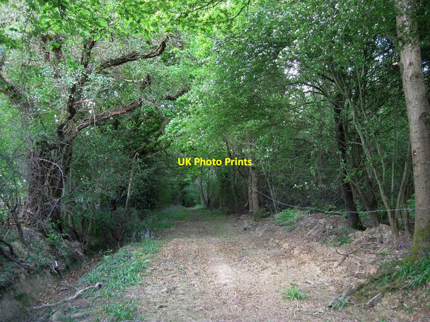 Photo 6"x4" Eleven Acre Wood Broomham\/TQ5212 c2010