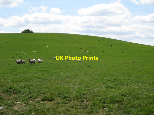 Photo 6"x4" Sheep on Barn Hill Chesterton Green c2010