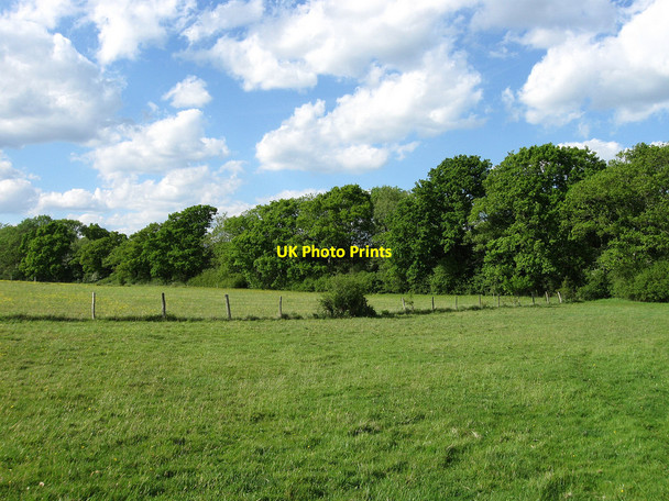 Photo 6"x4" The Hawthy Field Golden Cross\/TQ5312 c2010