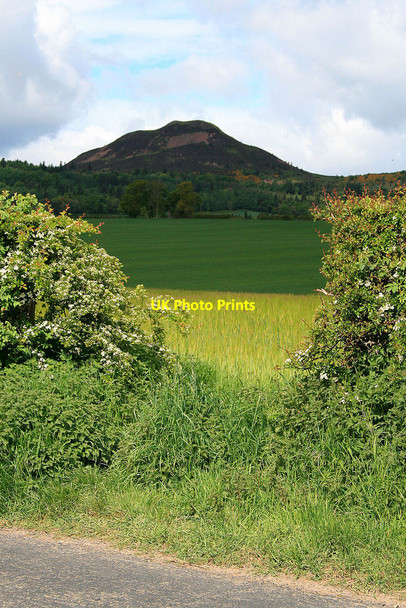 Photo 6"x4" Through a gap in the hedge Newton St Boswells c2010