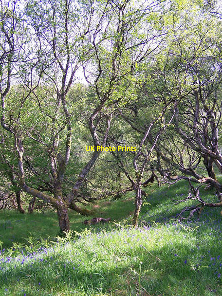 Photo 6"x4" Birchwood and bluebells Upper Ollach c2010