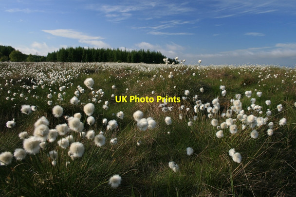 Photo 6"x4" Bog Cotton outdances the clouds over Struie Loch Sheilah c2010