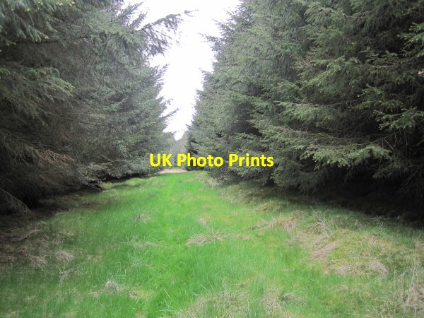 Photo 6"x4" Footpath towards Folly Rigg Tindale c2010