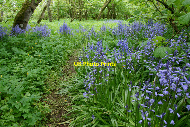Photo 6"x4" Spanish Bluebells in Halligarth plantation, Baltasound Baltasound c2010