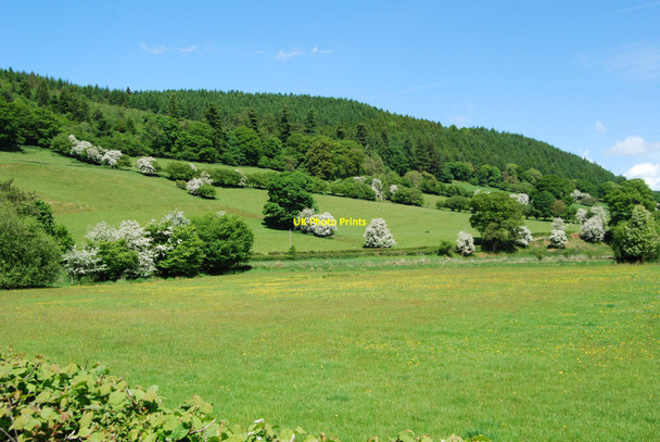 Photo 6"x4" Thorn trees and hedges in full flower Llandrillo c2010