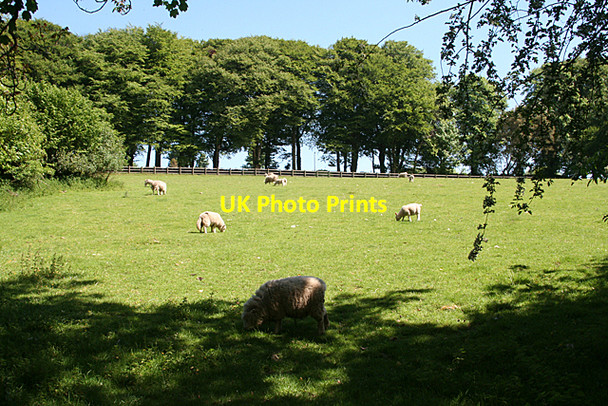 Photo 6"x4" Harford: below the drive to Lukesland Ivybridge\/SX6356 c2010