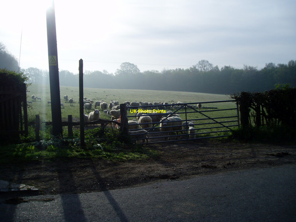 Photo 6"x4" Guardians of Hobbs Lane Four Oaks\/TQ8624 c2010