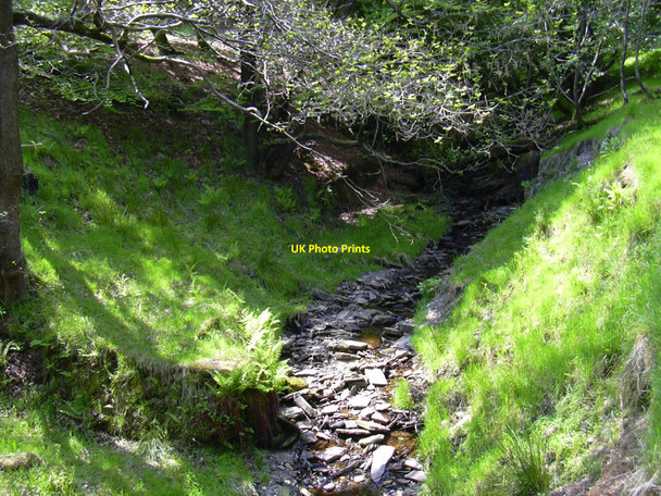 Photo 6"x4" Stream, Grane Flax Moss c2010