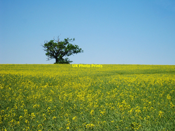 Photo 6"x4" Oak Tree in Oilseed Rape Field Baker's Cross\/TQ7835 c2010