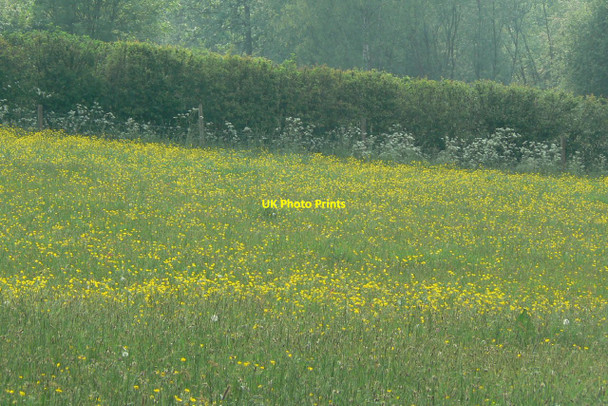 Photo 6"x4" Not the yellow peril Heanor c2010