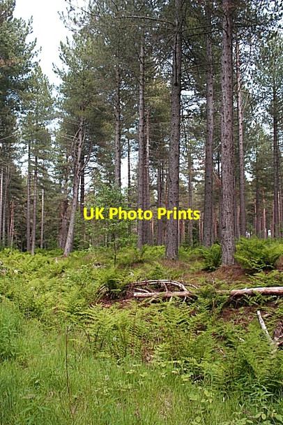 Photo 6"x4" Roseisle Forest St Aethans c2010