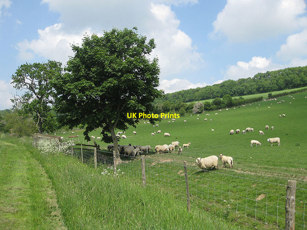 Photo 6"x4" Brookside pasture Sollers Hope c2010