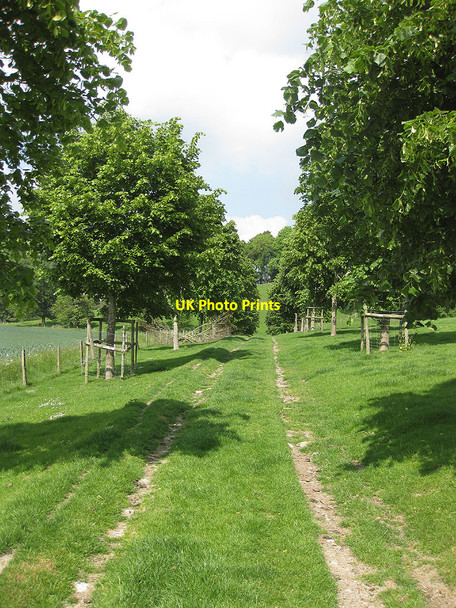 Photo 6"x4" Avenue of lime trees Sollers Hope c2010