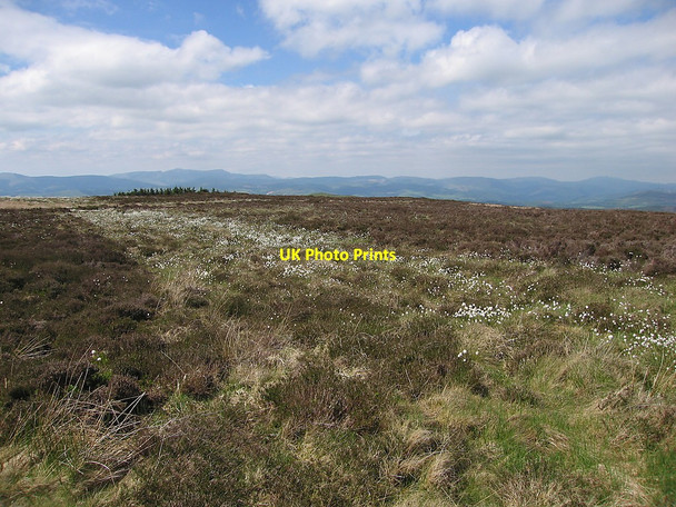 Photo 6"x4" Heather moorland on Mynydd Cil-cwm Dylife c2010