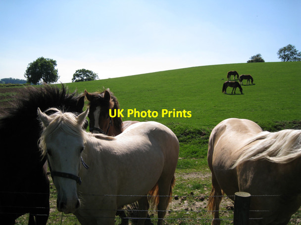 Photo 6"x4" South side of Crown Hill with seven horses Radford Semele c2010
