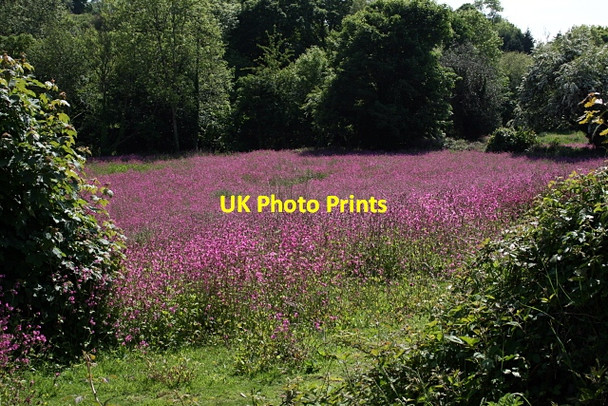 Photo 6"x4" Field near Hicks Mill Coombe\/SW7641 c2010