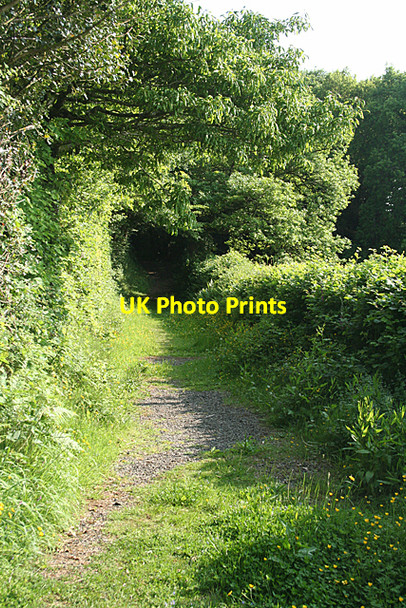 Photo 6"x4" Holcombe Burnell: footpath through Holcombe Wood Longdown\/SX8691 c2010