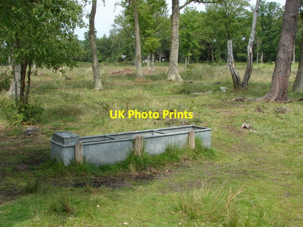 Photo 6"x4" Smarts Heath Prey Heath c2010