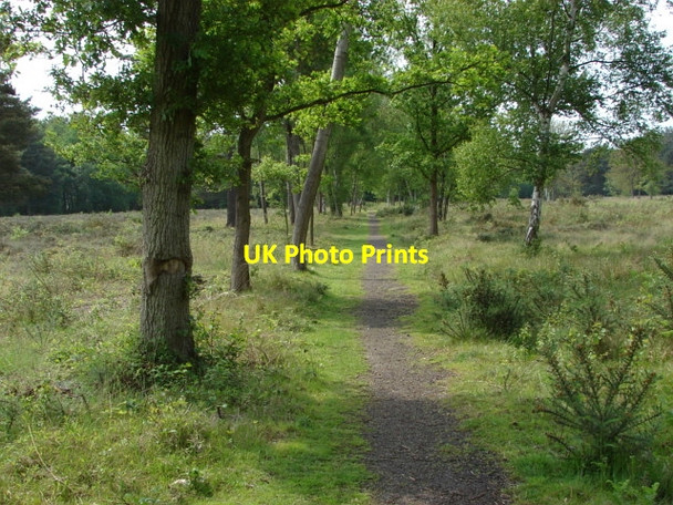 Photo 6"x4" Smarts Heath Prey Heath c2010 P1