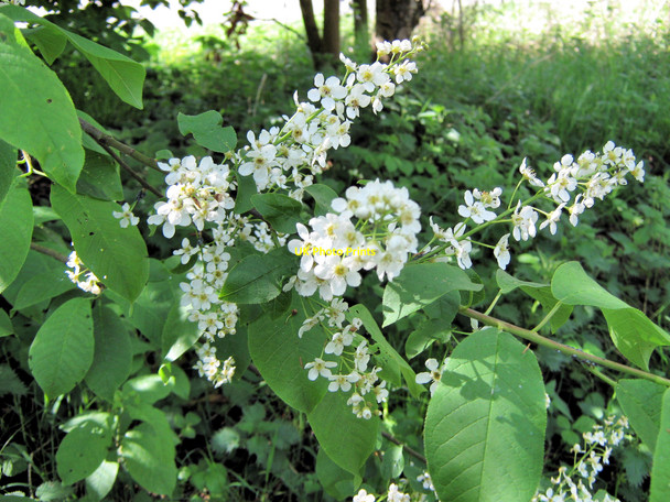 Photo 6"x4" Bird Cherry flowers Brereton Heath c2010