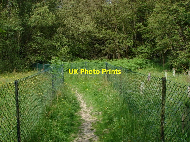 Photo 6"x4" Saunders Lane Meadows, Mayford Woking c2010