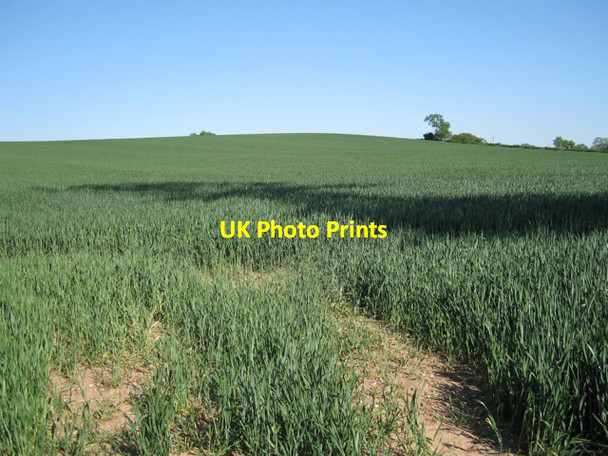 Photo 6"x4" Wheat on Crown Hill  Radford Semele c2010