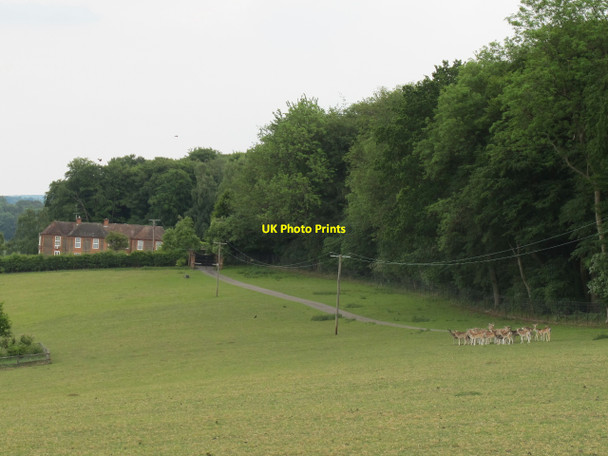 Photo 6"x4" Deer Park by Lambridge Wood Henley-on-Thames c2010